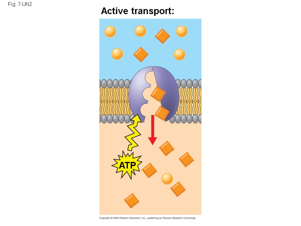 Fig. 7-UN2 Active transport: ATP